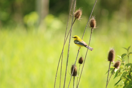 Entry image for Blue wing warbler on Coneflower. Clicking this image will show a larger photo