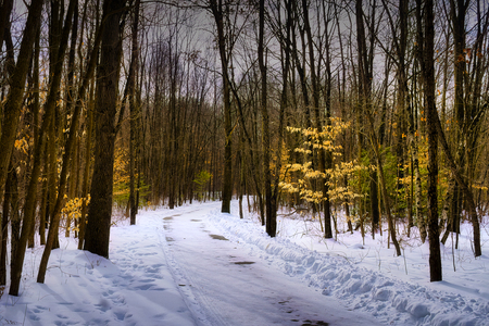 Entry image for Gold in the Woods. Clicking this image will show a larger photo