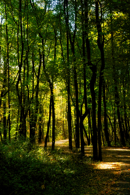 Entry image for Sun Through Trees on the Overlook Trail. Clicking this image will show a larger photo