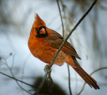 Entry image for Male Cardinal. Clicking this image will show a larger photo