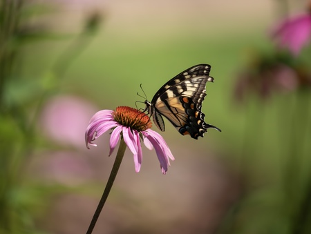 Entry image for Tiger Swallowtail on Coneflower. Clicking this image will show a larger photo