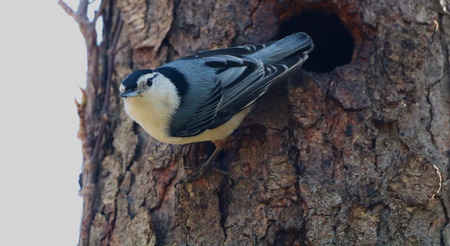 Entry image for A Nuthatch's Home. Clicking this image will show a larger photo