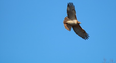 Entry image for Soaring Hawk. Clicking this image will show a larger photo