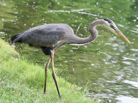 Entry image for Great Blue Heron . Clicking this image will show a larger photo