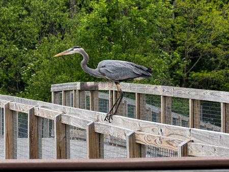 Entry image for Great Blue Heron at Summit Lake. Clicking this image will show a larger photo