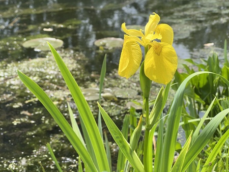 Entry image for Yellow Orchid . Clicking this image will show a larger photo