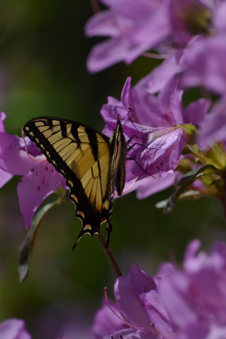 Entry image for Butterfly Landing. Clicking this image will show a larger photo