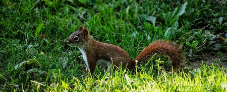 Entry image for Summit Park Squirrel . Clicking this image will show a larger photo