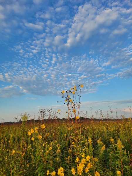 Entry image for Morning at the Bog. Clicking this image will show a larger photo
