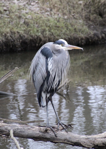 Entry image for Heron . Clicking this image will show a larger photo