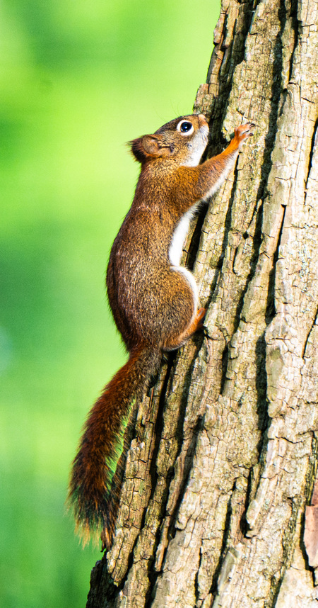 Entry image for Climbing the Tree . Clicking this image will show a larger photo