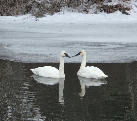 Entry image for Trumpeter swans. Clicking this image will show a larger photo