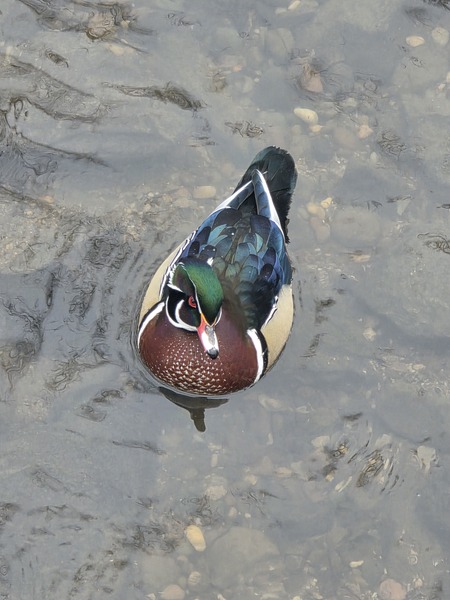 Entry image for Wood duck . Clicking this image will show a larger photo