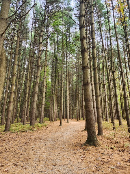 Entry image for Peaceful Pines. Clicking this image will show a larger photo