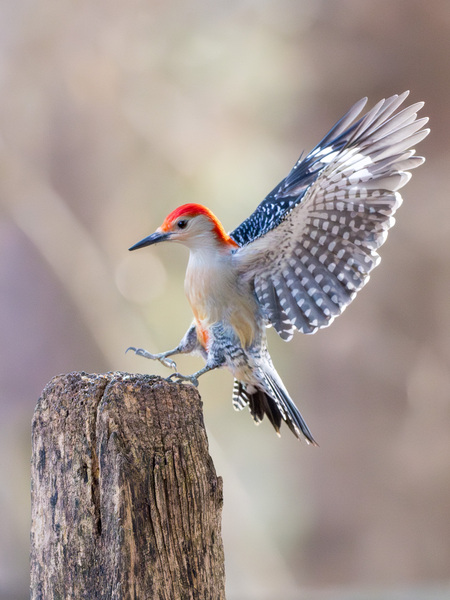 Entry image for Red-bellied Woodpecker . Clicking this image will show a larger photo