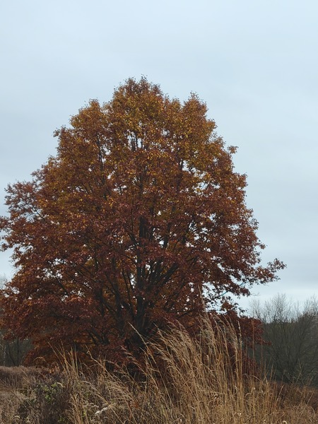 Entry image for Autumnal Greetings. Clicking this image will show a larger photo