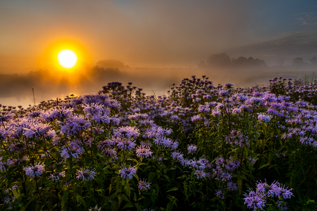 Entry image for Foggy Sunrise . Clicking this image will show a larger photo