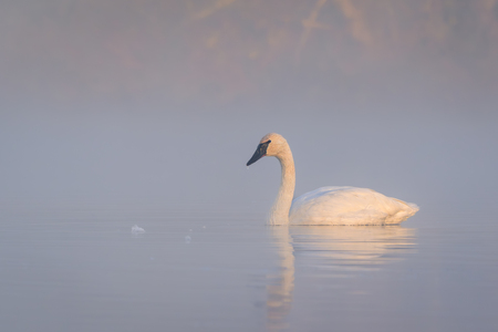 Entry image for Trumpeter Swan in Foggy Morning Glow. Clicking this image will show a larger photo
