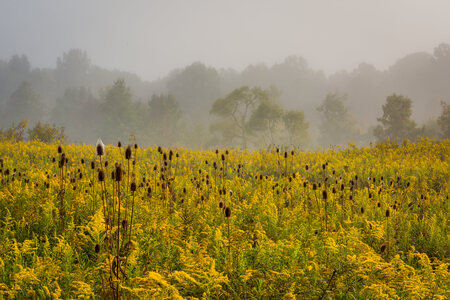 Entry image for Gold on Gold. Clicking this image will show a larger photo