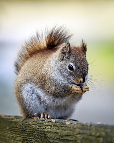 Entry image for Snack Time!. Clicking this image will show a larger photo
