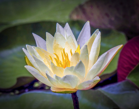 Entry image for Water Lilly. Clicking this image will show a larger photo