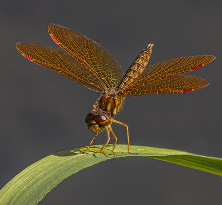 Entry image for Eastern Amberwing. Clicking this image will show a larger photo