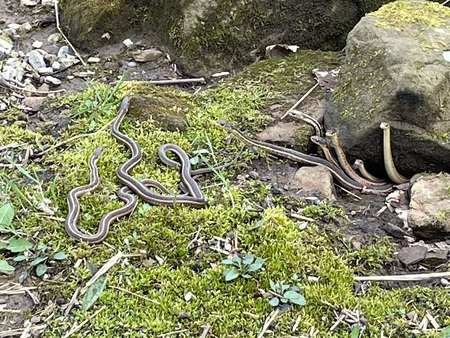 Entry image for The Emergence of the Garters. Clicking this image will show a larger photo