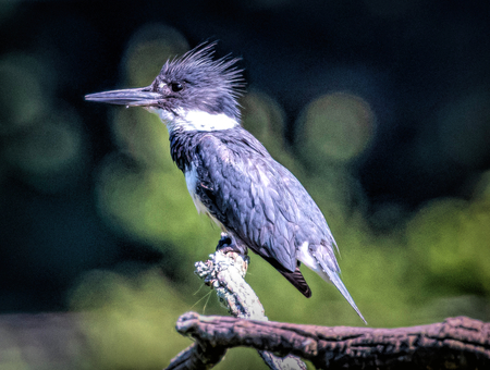 Entry image for Belted Kingfisher. Clicking this image will show a larger photo