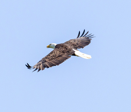 Entry image for Soaring . Clicking this image will show a larger photo