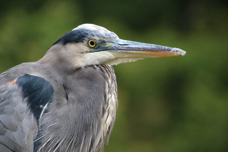 Entry image for Watchful Eye. Clicking this image will show a larger photo