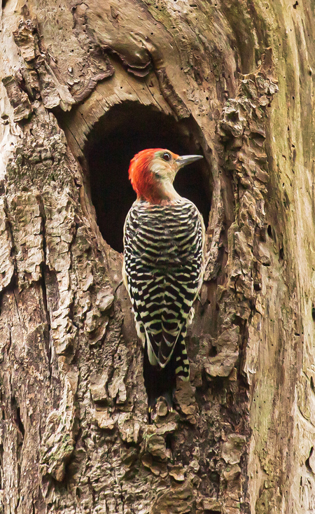 Entry image for Forest Friend. Clicking this image will show a larger photo