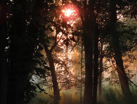 Entry image for Morning Light. Clicking this image will show a larger photo