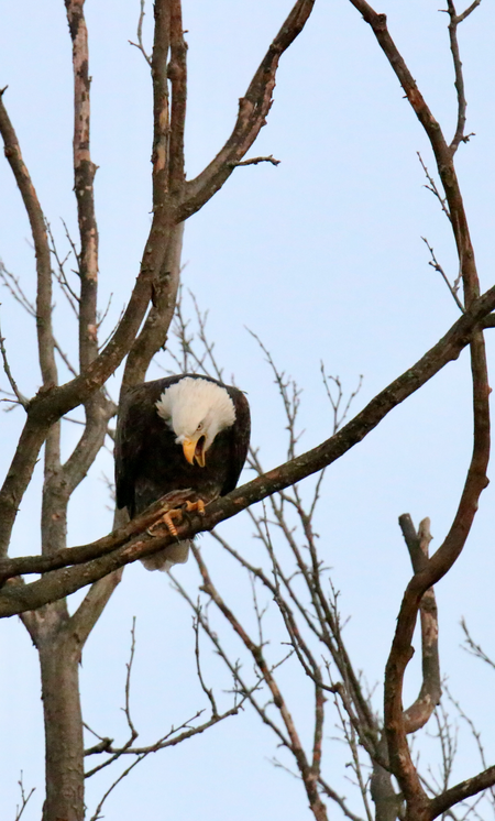 Entry image for America 🇺🇸 . Clicking this image will show a larger photo