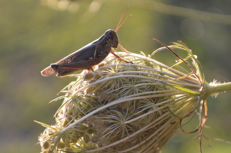 Entry image for Bog Hopper. Clicking this image will show a larger photo