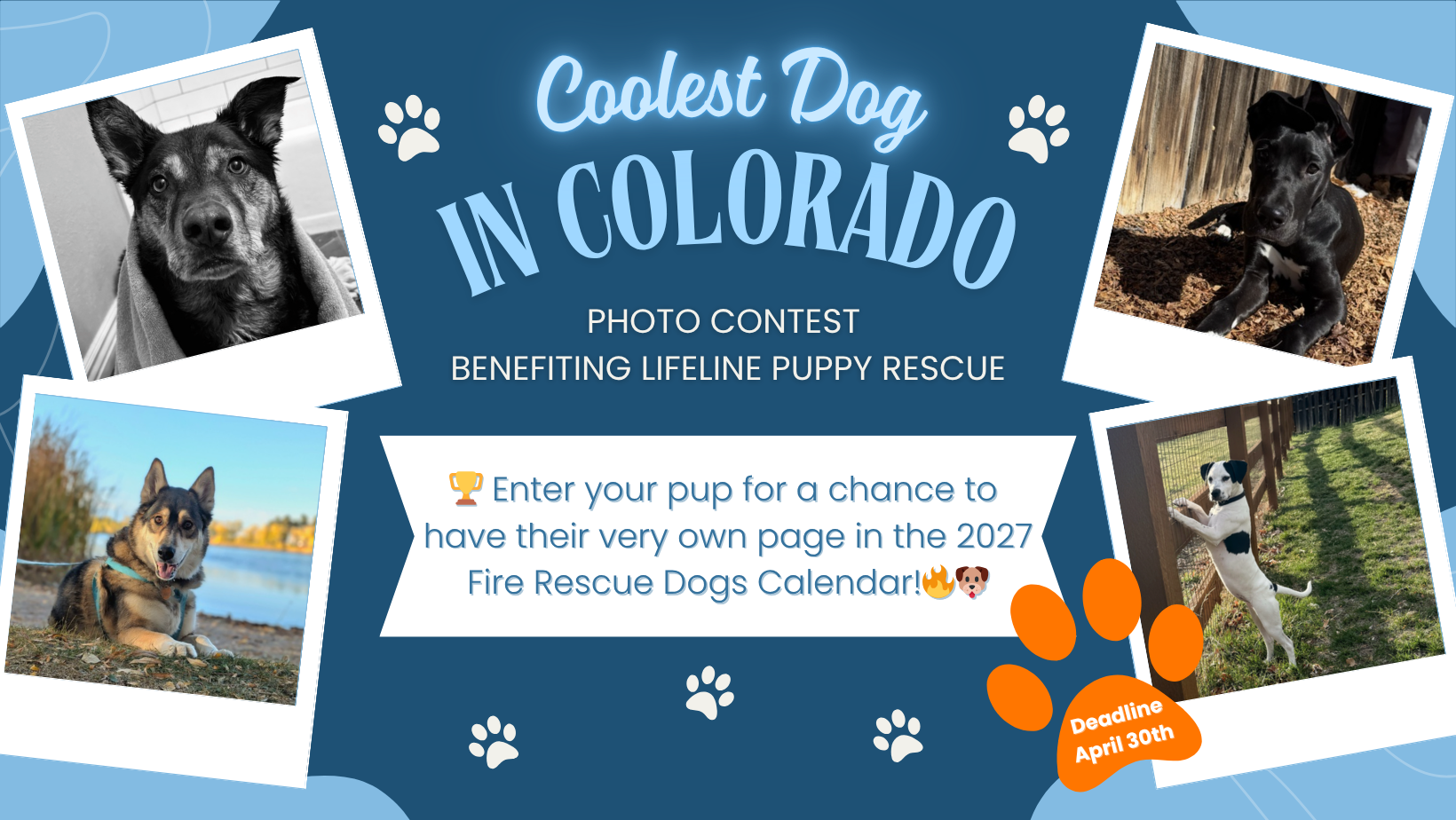 Banner for Lifeline Puppy Rescue Photo Contest