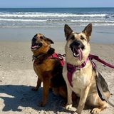 Entry image for Gunner & Bonnie 