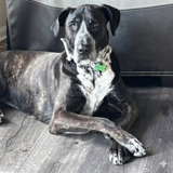 Entry image for Kacey Muttsgrave