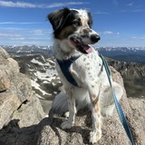 Entry image for Rocky