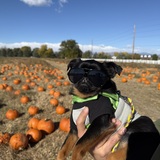 Entry image for Pistachio