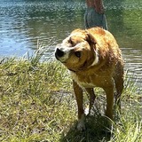 Entry image for Mavis