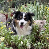 Entry image for Joey