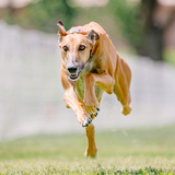 Entry image for Fiadh