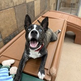 Entry image for Duke 