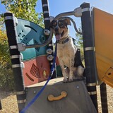 Entry image for Moose