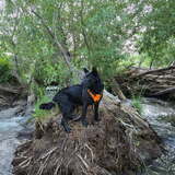 Entry image for Moco