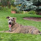 Entry image for Tequila