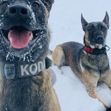 Entry image for Koda & Nuke