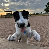 Entry image for Seamus 