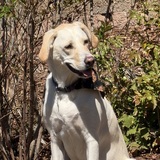Entry image for Lucy