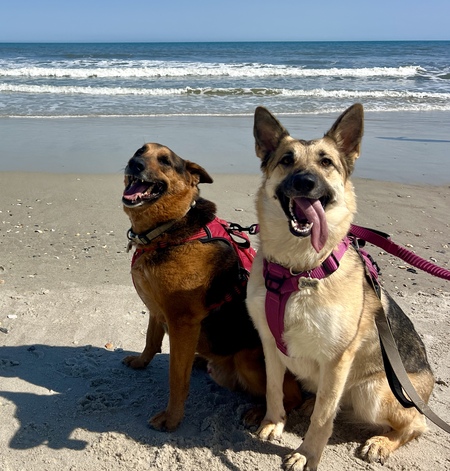 Entry image for Gunner & Bonnie . Clicking this image will show a larger photo